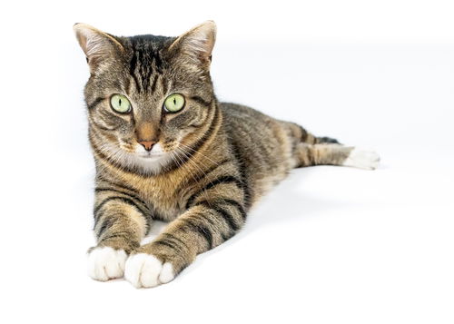 picture of the cat needing adoption