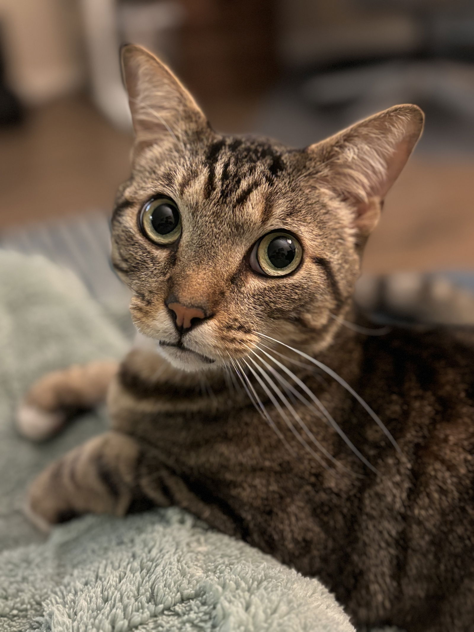 adoptable Cat in San Jose, CA named Lando