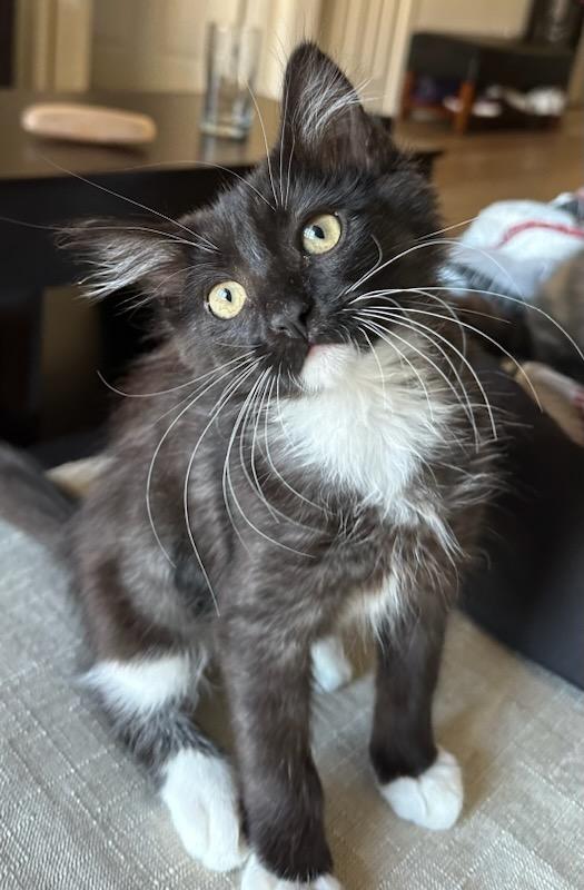 adoptable Cat in San Jose, CA named Little Fluffy Cloud (bonded w/Droplet)