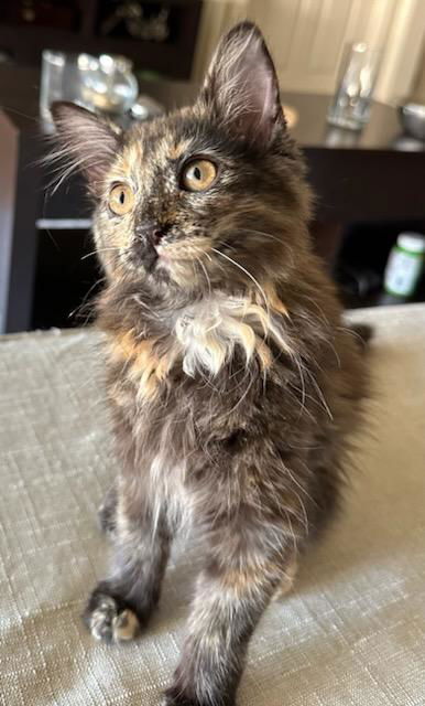 adoptable Cat in San Jose, CA named Droplet (bonded w/Little Fluffy Cloud)