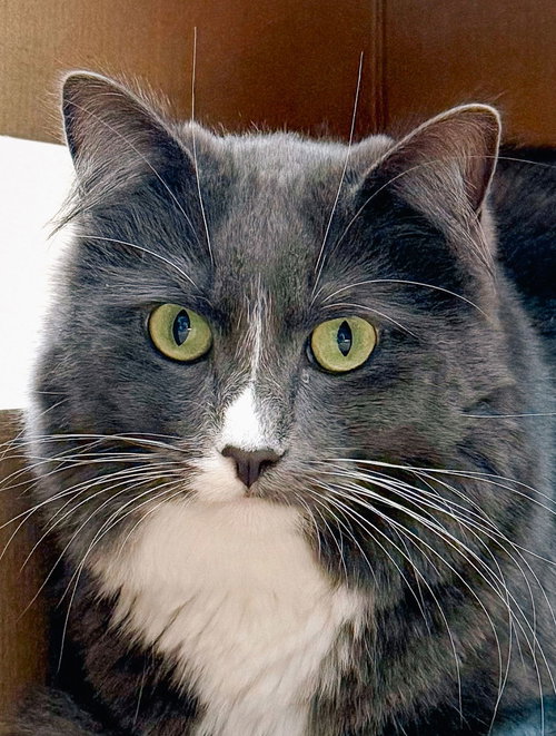 Grå, Adult Domestic Medium Hair / Mixed (medium coat), cat for adoption in Oakley, California