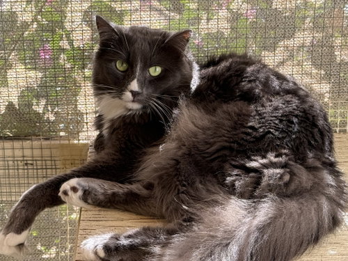 Grå, a cat for adoption from The Dancing Cat