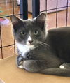 adoptable Cat in San Jose, CA named Grå