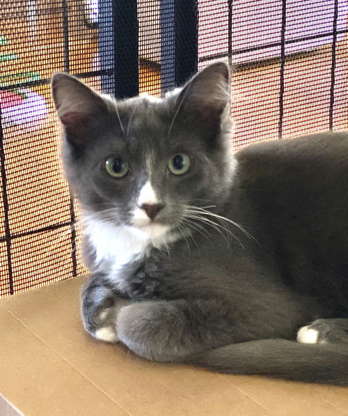 picture of the cat needing adoption