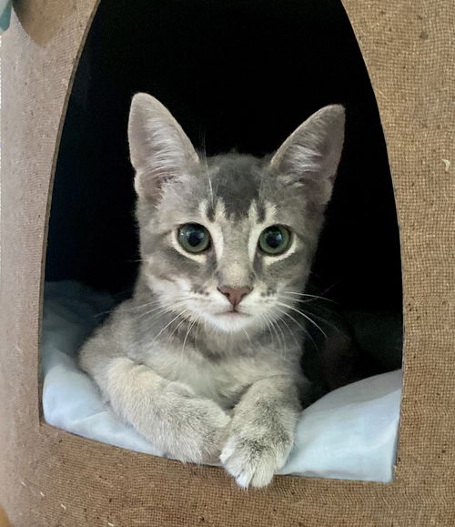 picture of the cat needing adoption