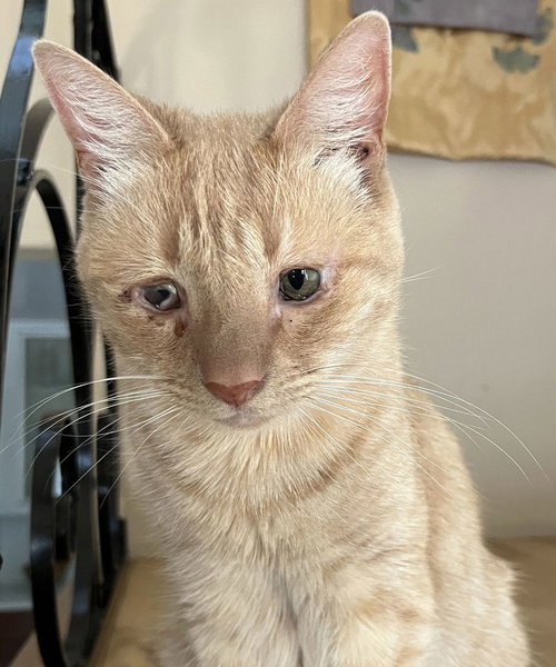 picture of the cat needing adoption