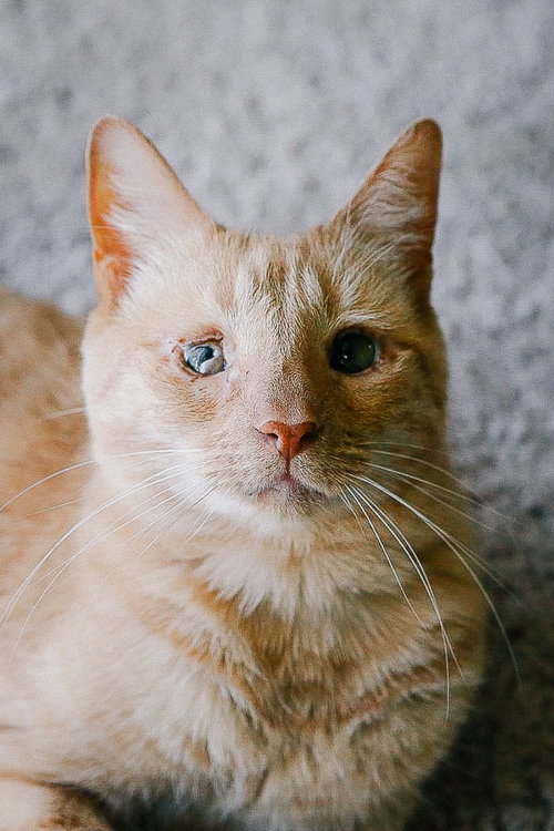 picture of the cat needing adoption