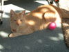 adoptable Cat in San Jose, CA named Katie