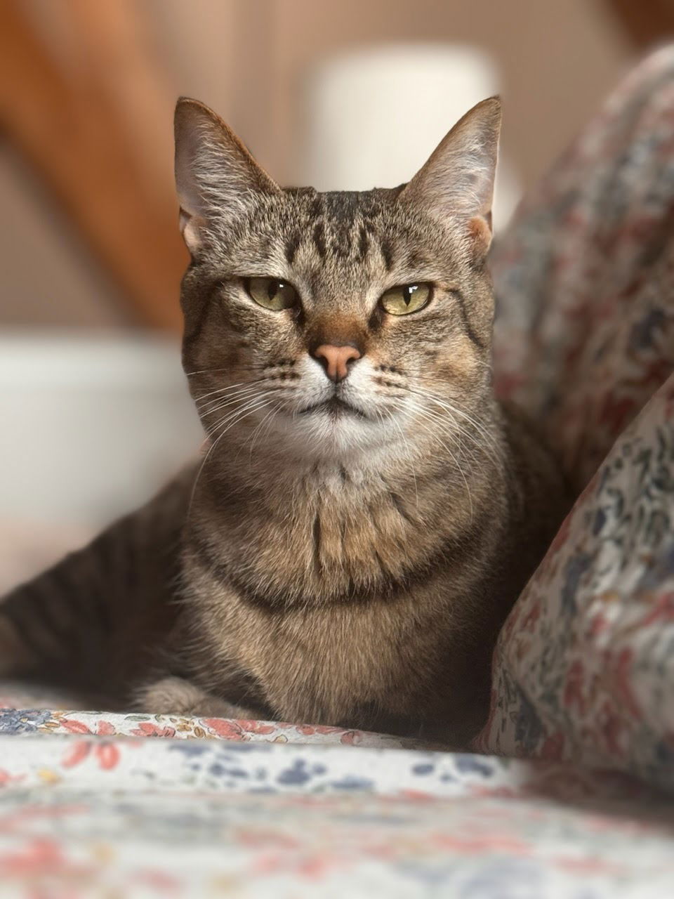 adoptable Cat in San Jose, CA named Bumble Bee (Courtesy Post)