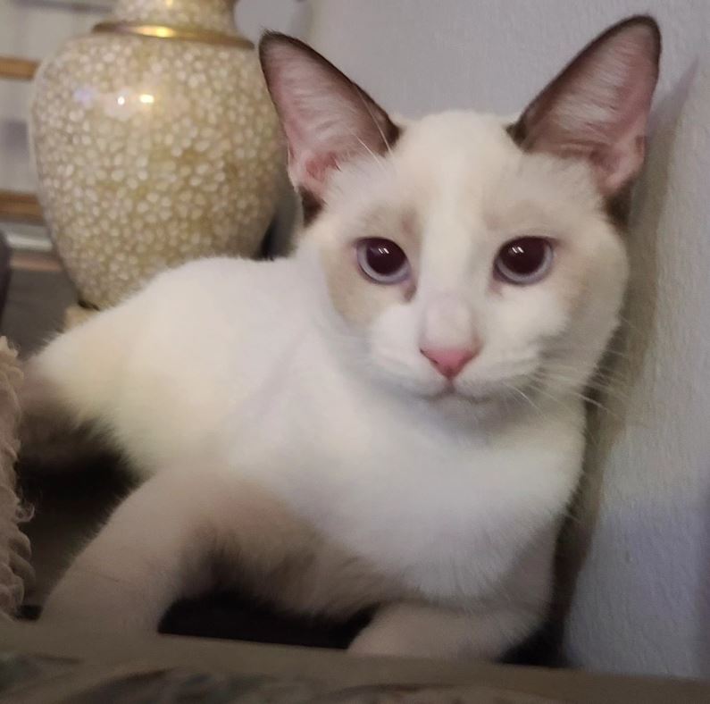 adoptable Cat in San Jose, CA named Lola