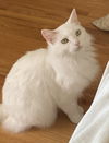 adoptable Cat in San Jose, CA named Jillie