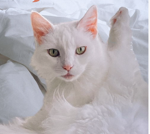 Jillie, Adult Domestic Medium Hair / Mixed (medium coat), cat for adoption in Oakley, California