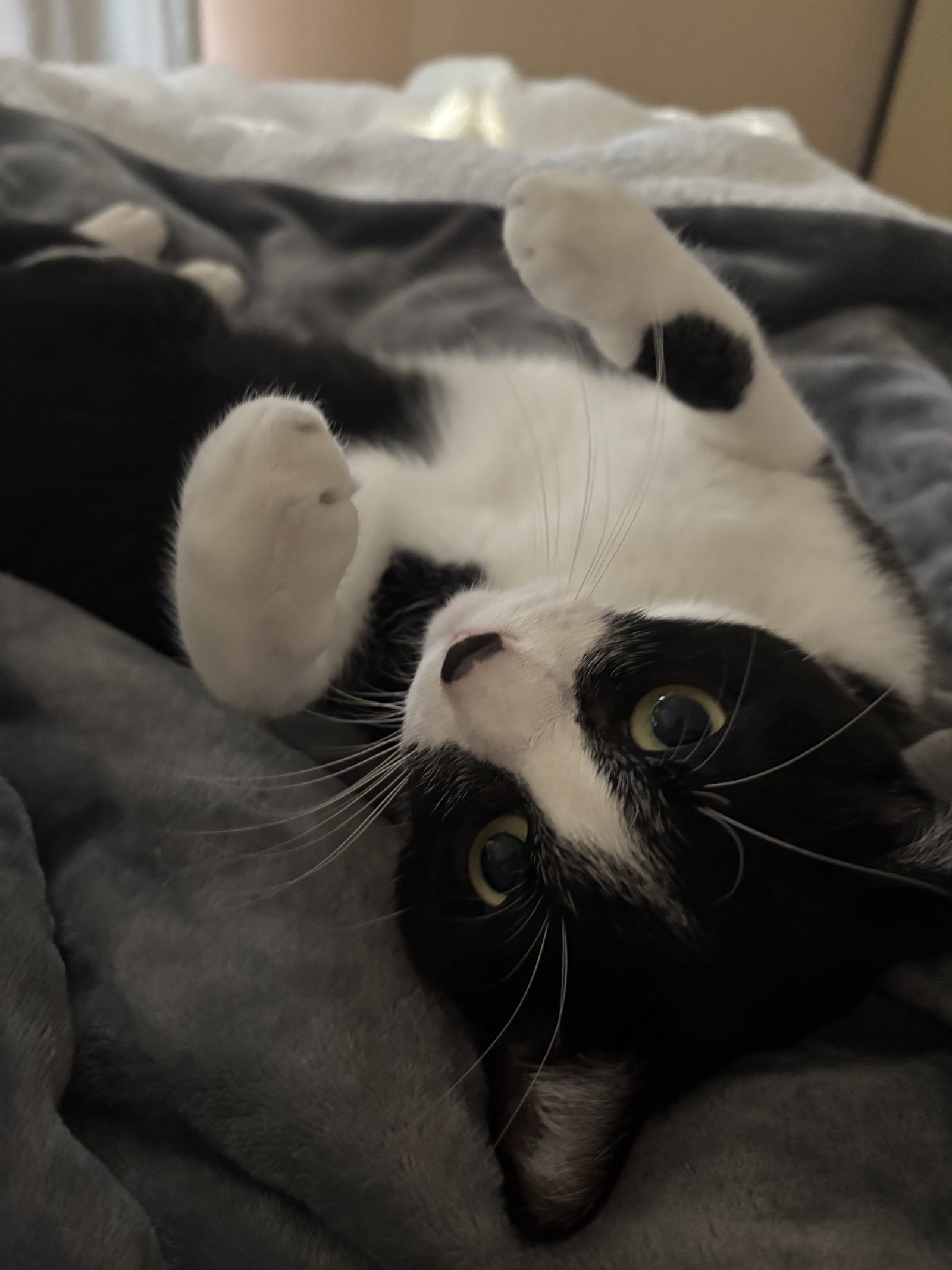 Moo (Courtesy Post), photo 7