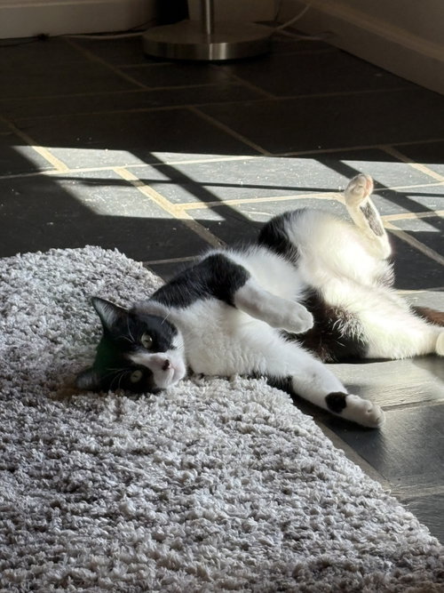 Photo 5 of Moo (Courtesy Post)