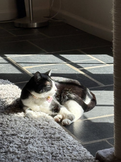 Photo 6 of Moo (Courtesy Post)