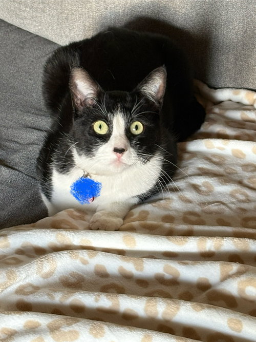 Photo 3 of Moo (Courtesy Post)