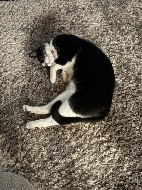 Photo 4 of Moo (Courtesy Post)