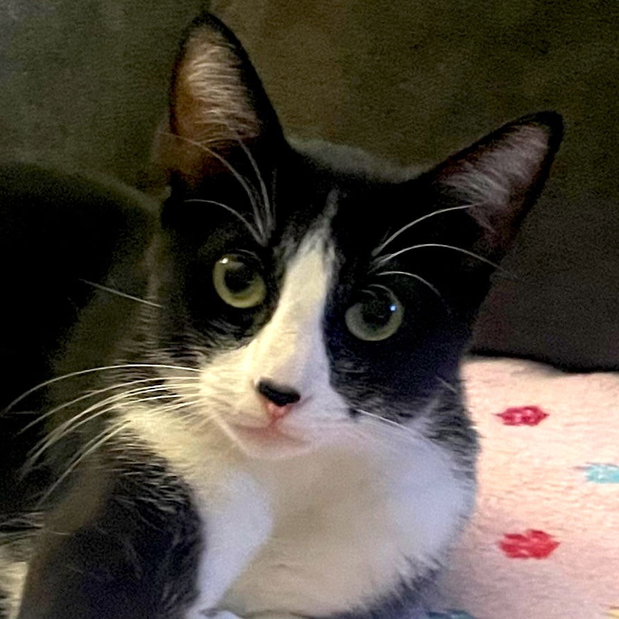 adoptable Cat in San Jose, CA named Moo (Courtesy Post)