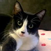 adoptable Cat in San Jose, CA named Moo (Courtesy Post)