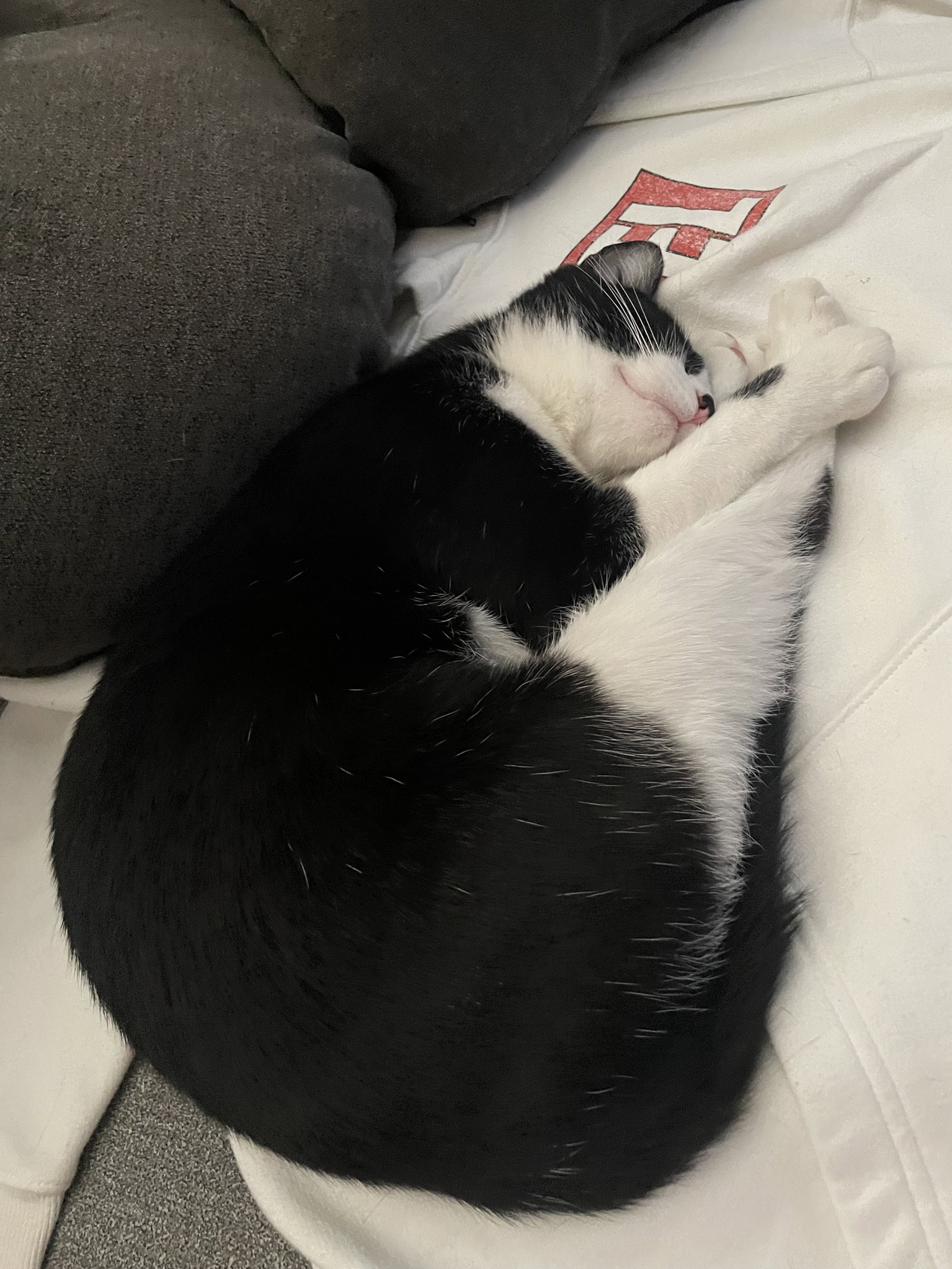 Moo (Courtesy Post), photo 10
