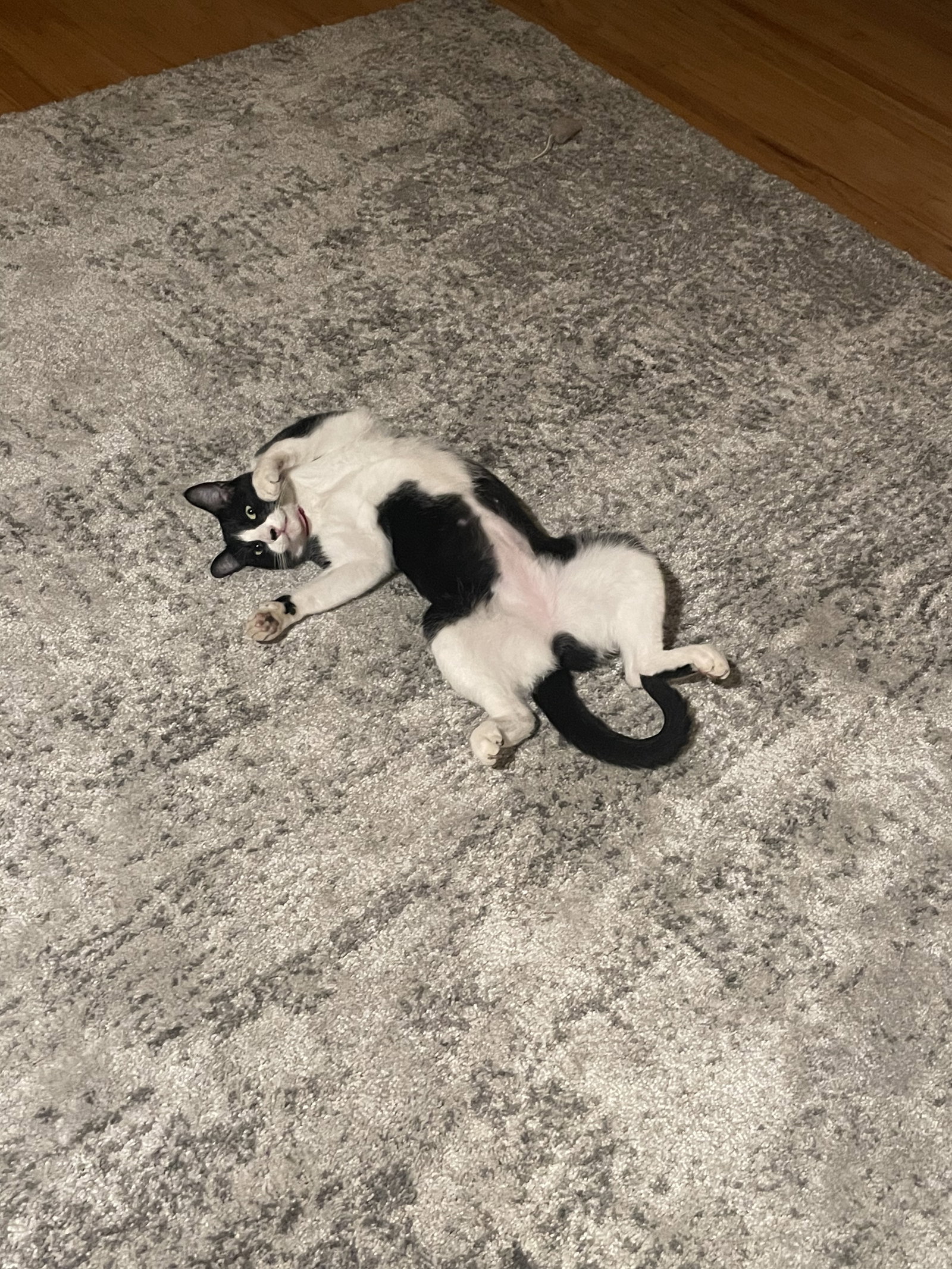 Moo (Courtesy Post), photo 9