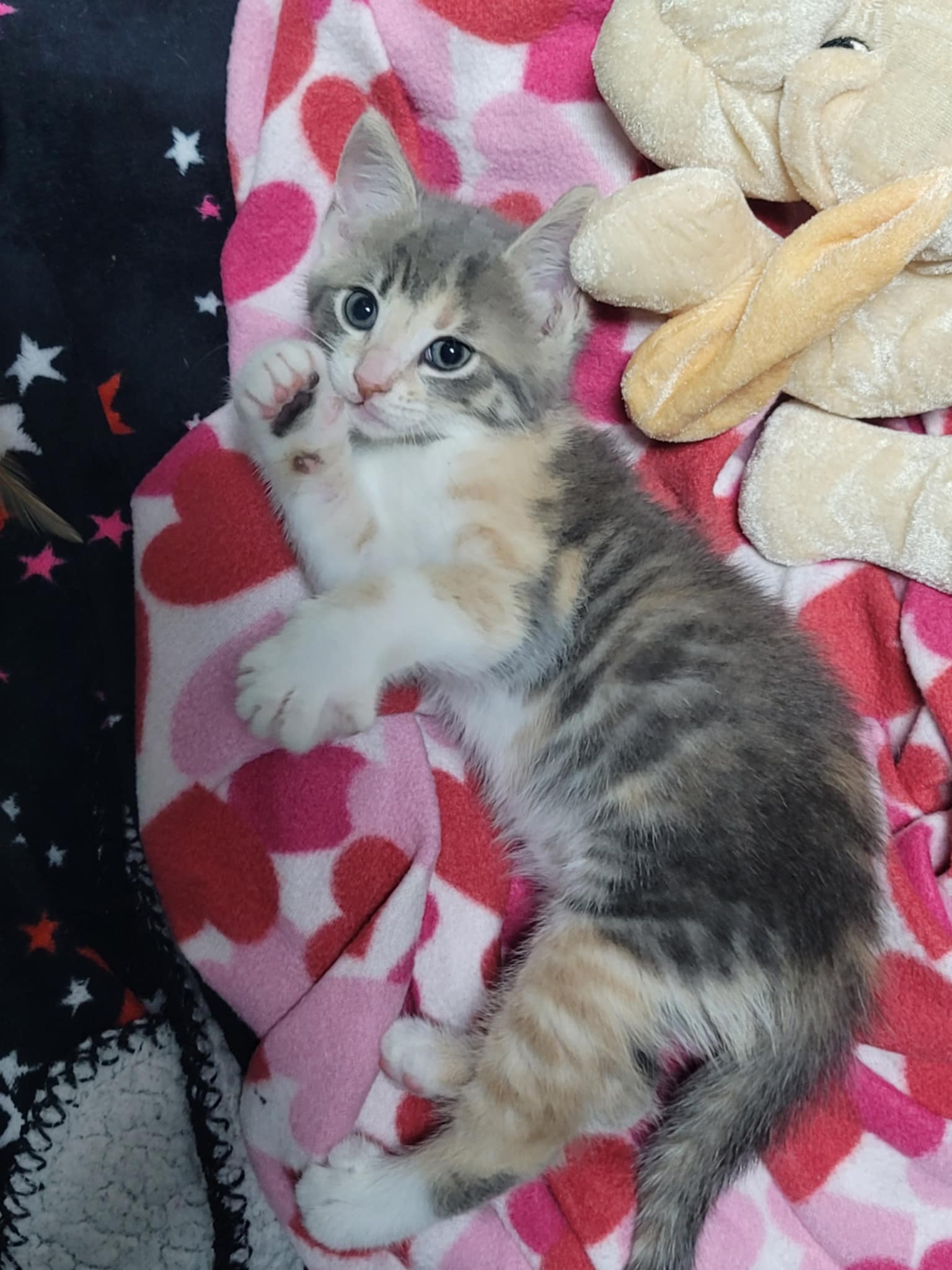 adoptable Cat in San Jose, CA named Lucy Loo