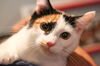adoptable Cat in  named Karaoke (bonded w/ Disky)