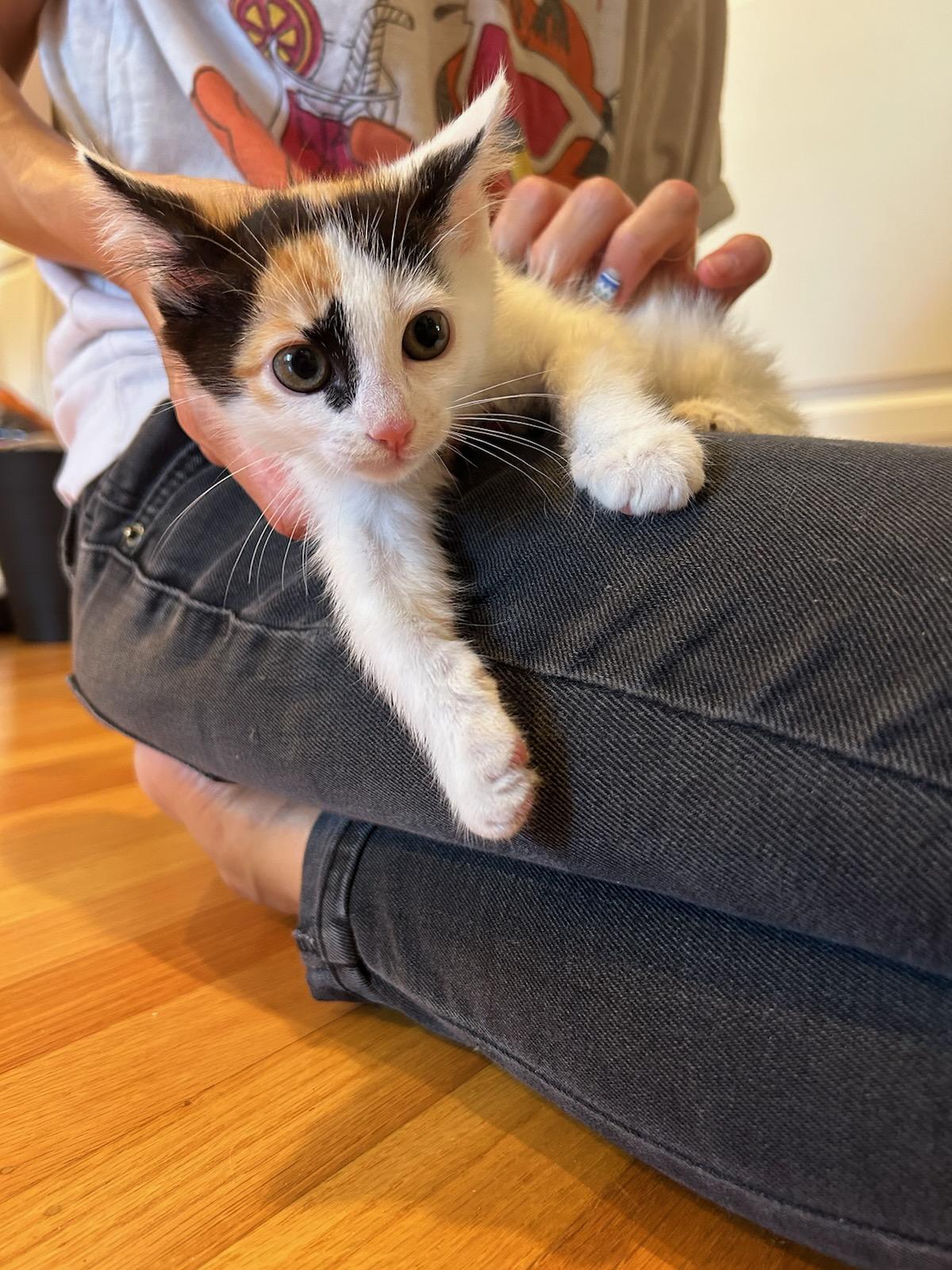 adoptable Cat in San Jose, CA named Karaoke