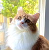 adoptable Cat in San Jose, CA named Disky (bonded w/ Karaoke)