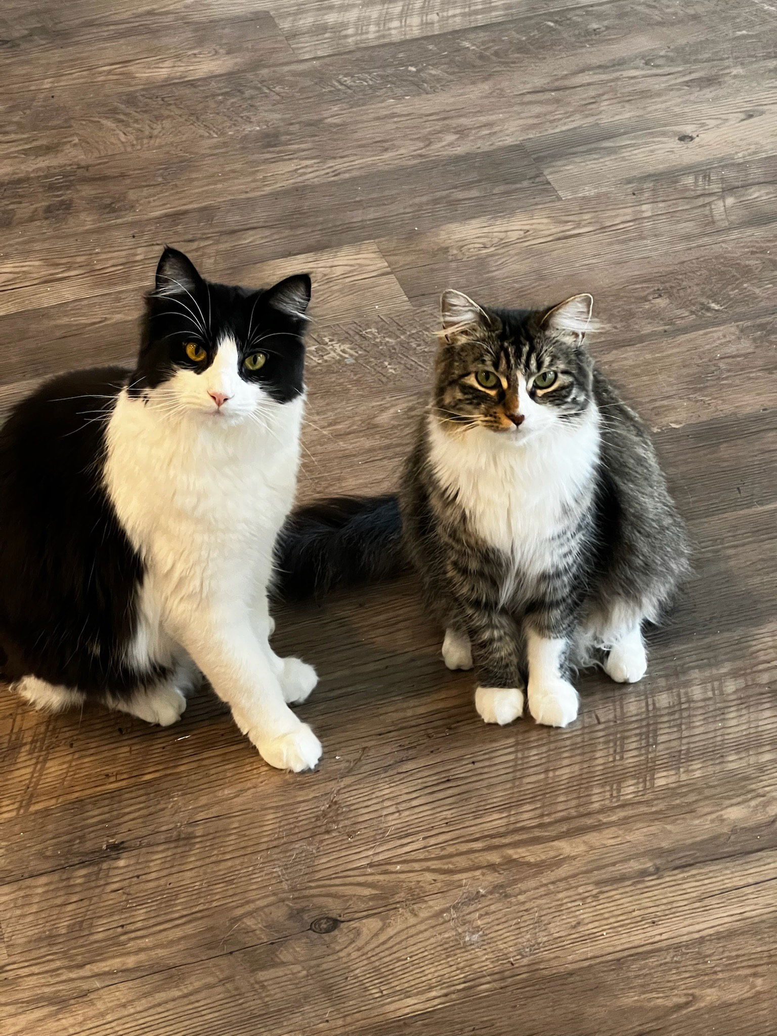 adoptable Cat in San Jose, CA named Kage and Khabib - bonded pair (Courtesy Post)