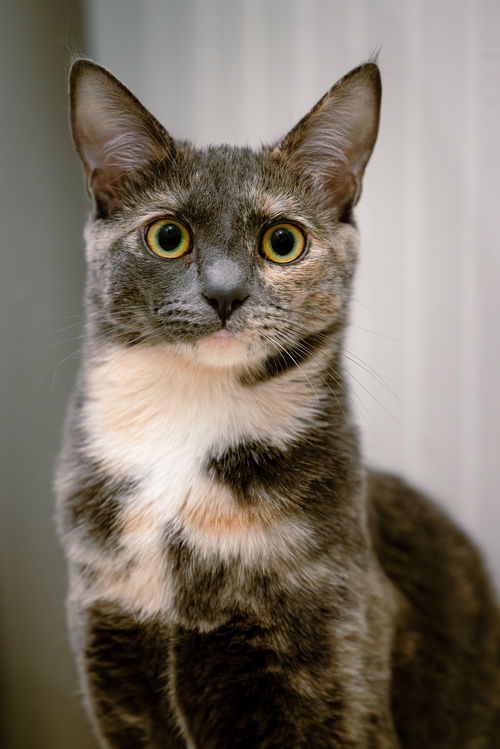 picture of the cat needing adoption