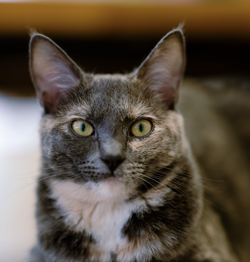 adoptable Cat in San Jose, CA named Lindy