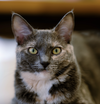 adoptable Cat in  named Lindy