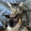 adoptable Cat in San Jose, CA named Buttercup & Cookie (Courtesy Post)