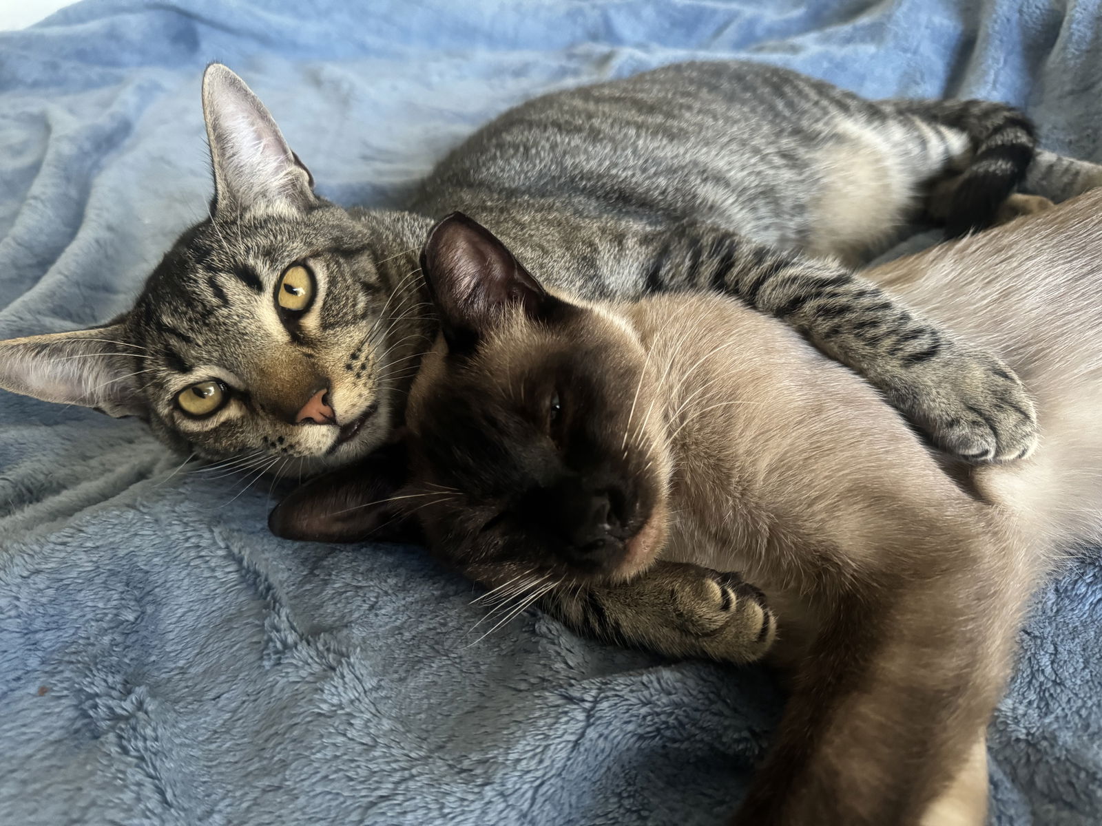 adoptable Cat in San Jose, CA named Tom and Jerry - bonded pair (Courtesy Post)