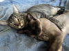 adoptable Cat in  named Tom and Jerry - bonded pair (Courtesy Post)