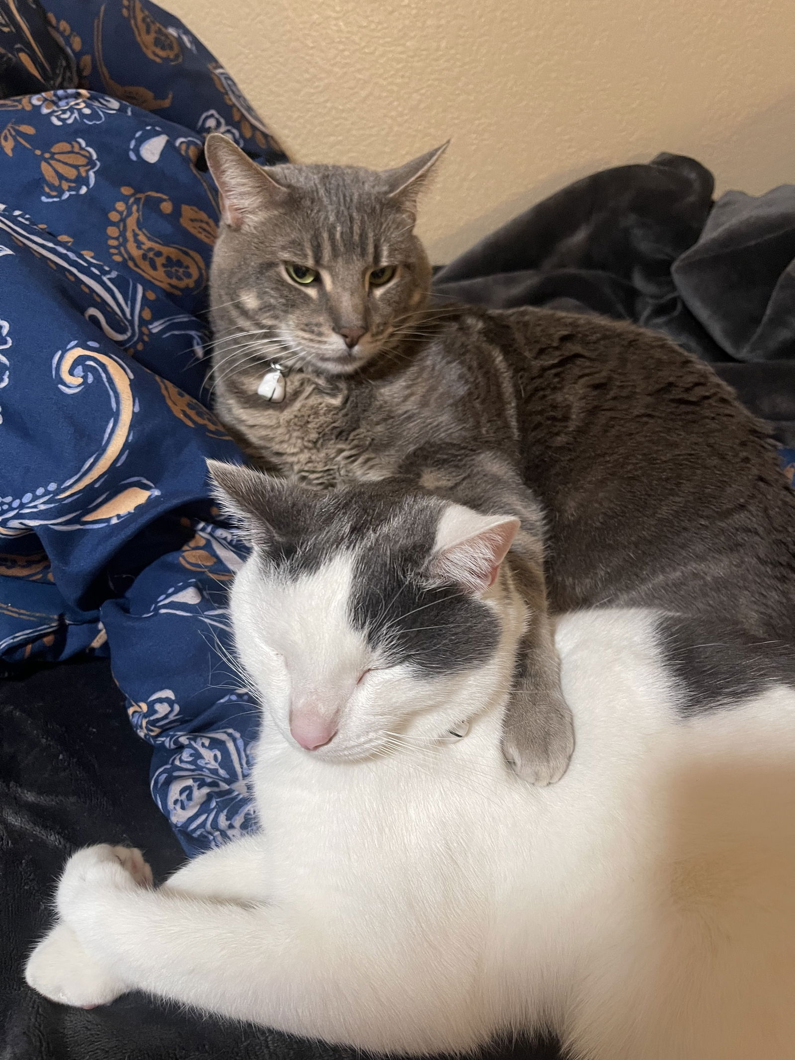 adoptable Cat in San Jose, CA named Pepper and Storm - bonded pair (Courtesy Post)