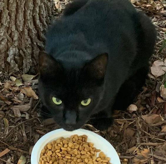 adoptable Cat in San Jose, CA named Starbucks (Courtesy Post)