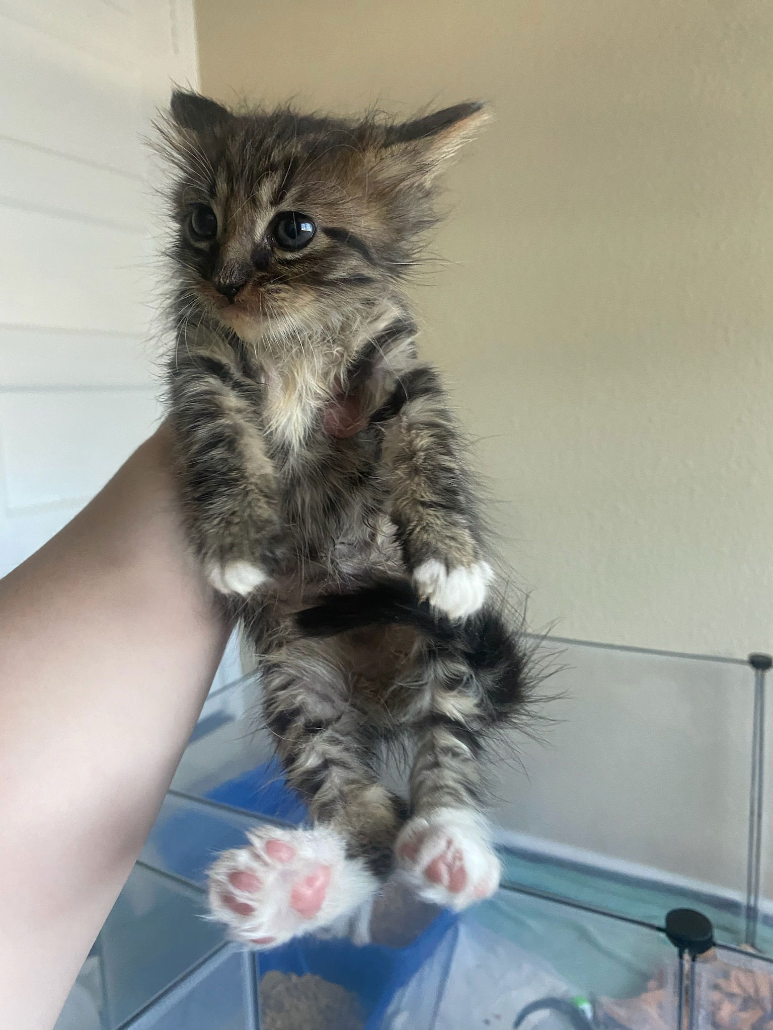 adoptable Cat in San Jose, CA named Big Mac