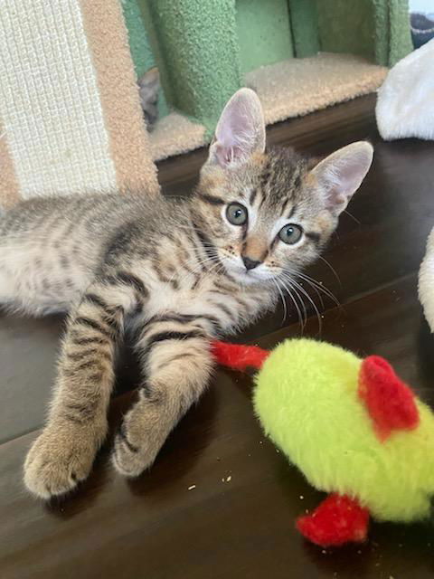 adoptable Cat in San Jose, CA named McNugget