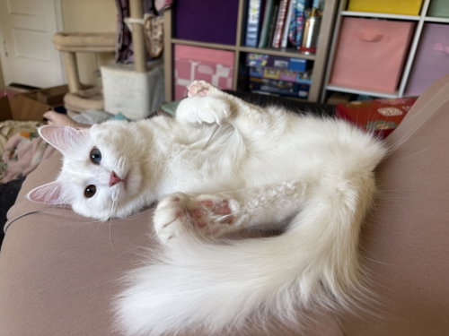 McFlurry (bonded w/ Boba), an adoptable Turkish Angora in San Jose, CA