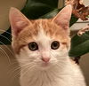 adoptable Cat in San Jose, CA named Ginny (bonded with Ron Weasley)