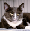 adoptable Cat in  named Little Boots