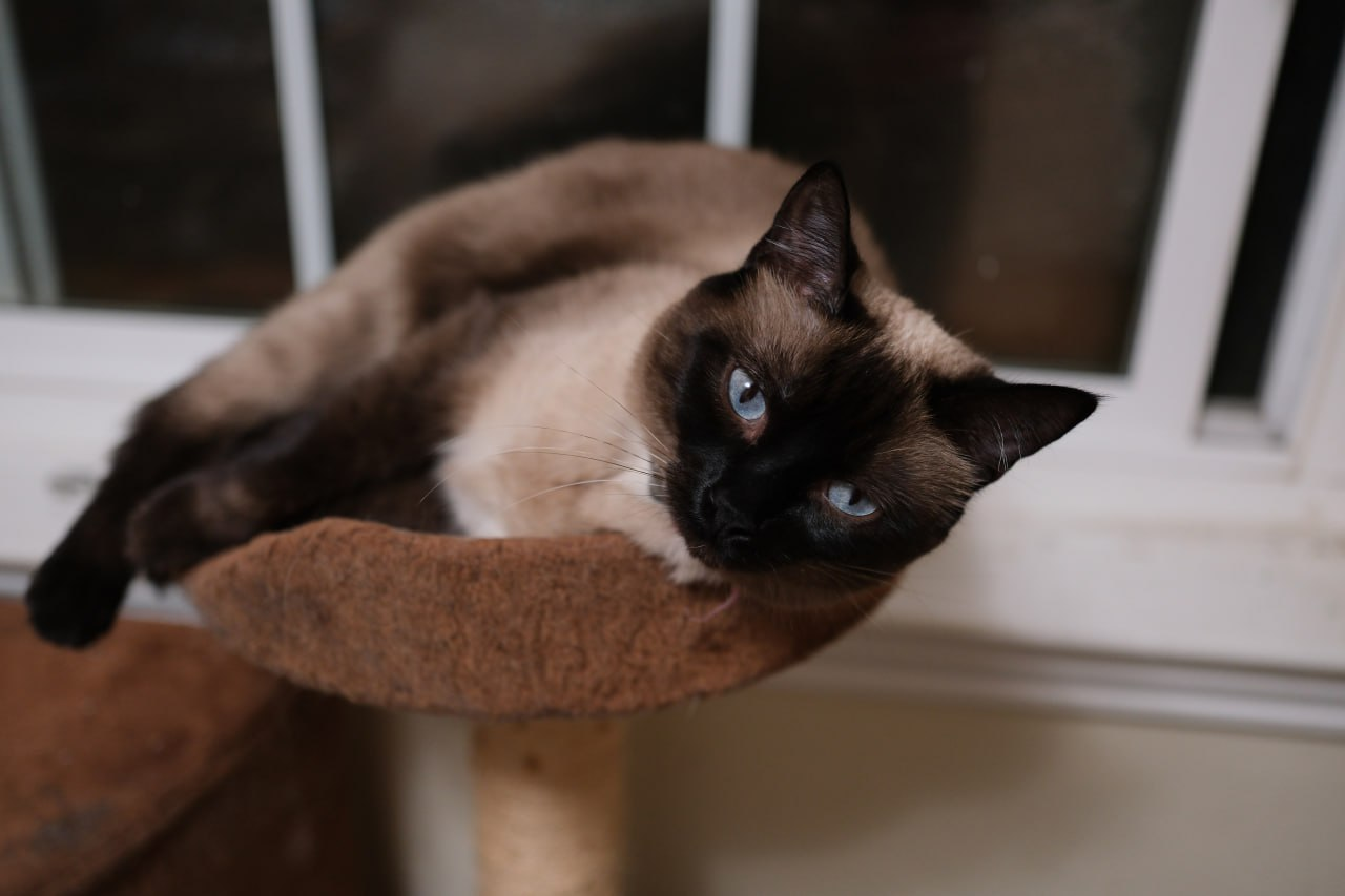 Bonnie (bonded w/ Clyde), photo 2
