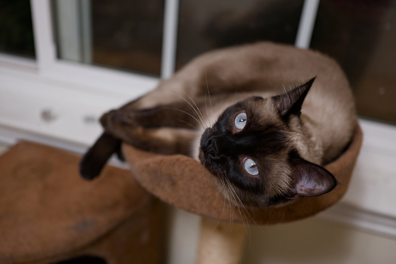 Bonnie (bonded w/ Clyde), photo 5