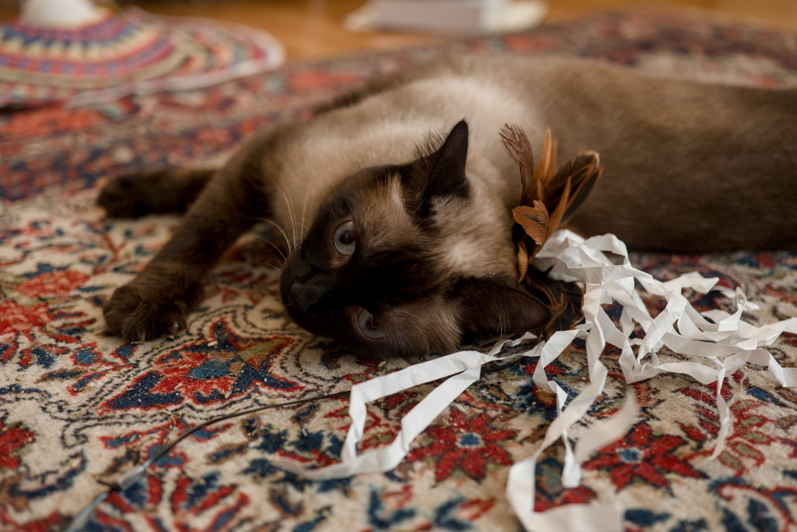 Bonnie (bonded w/ Clyde), photo 6