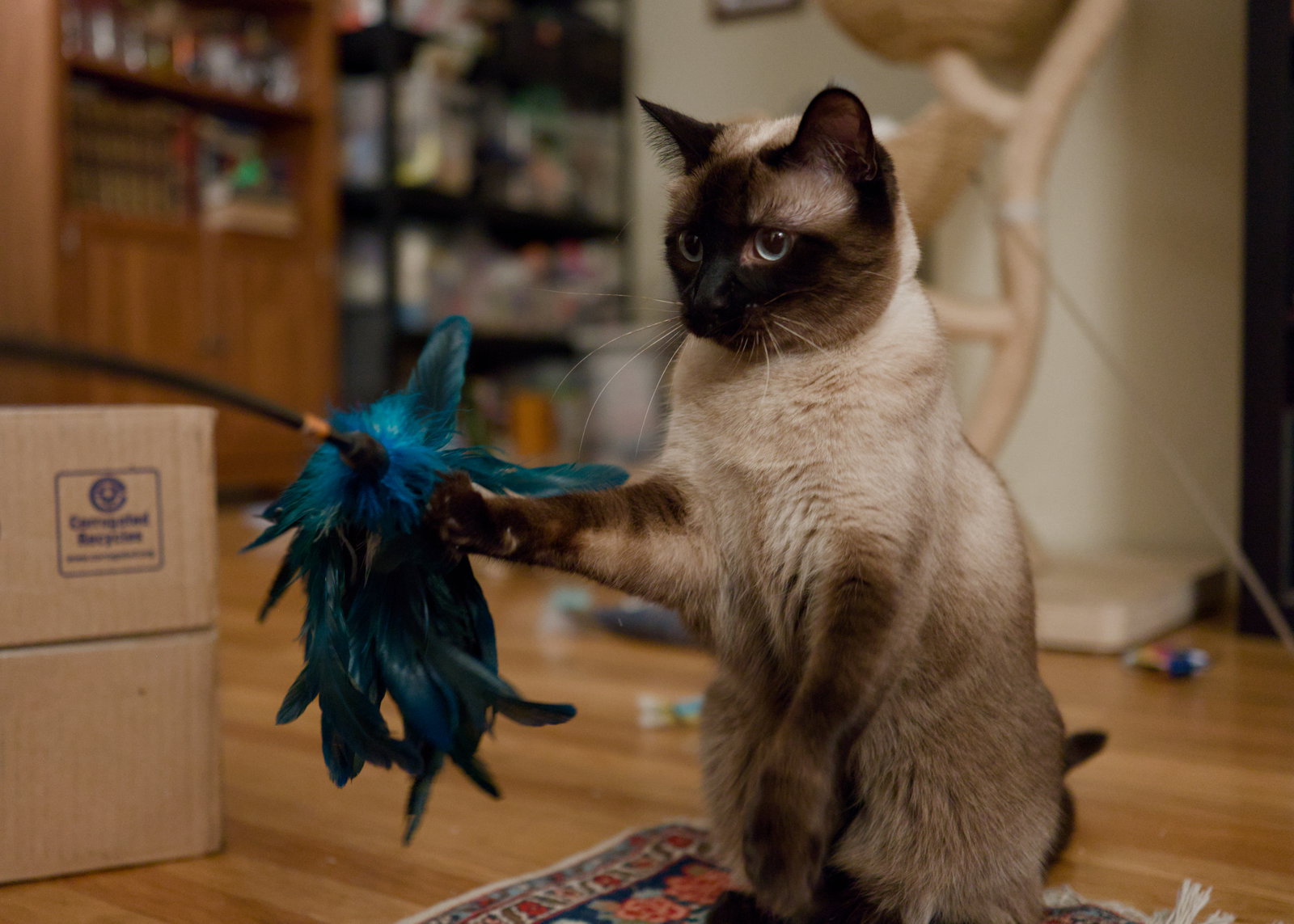 Bonnie (bonded w/ Clyde), photo 7
