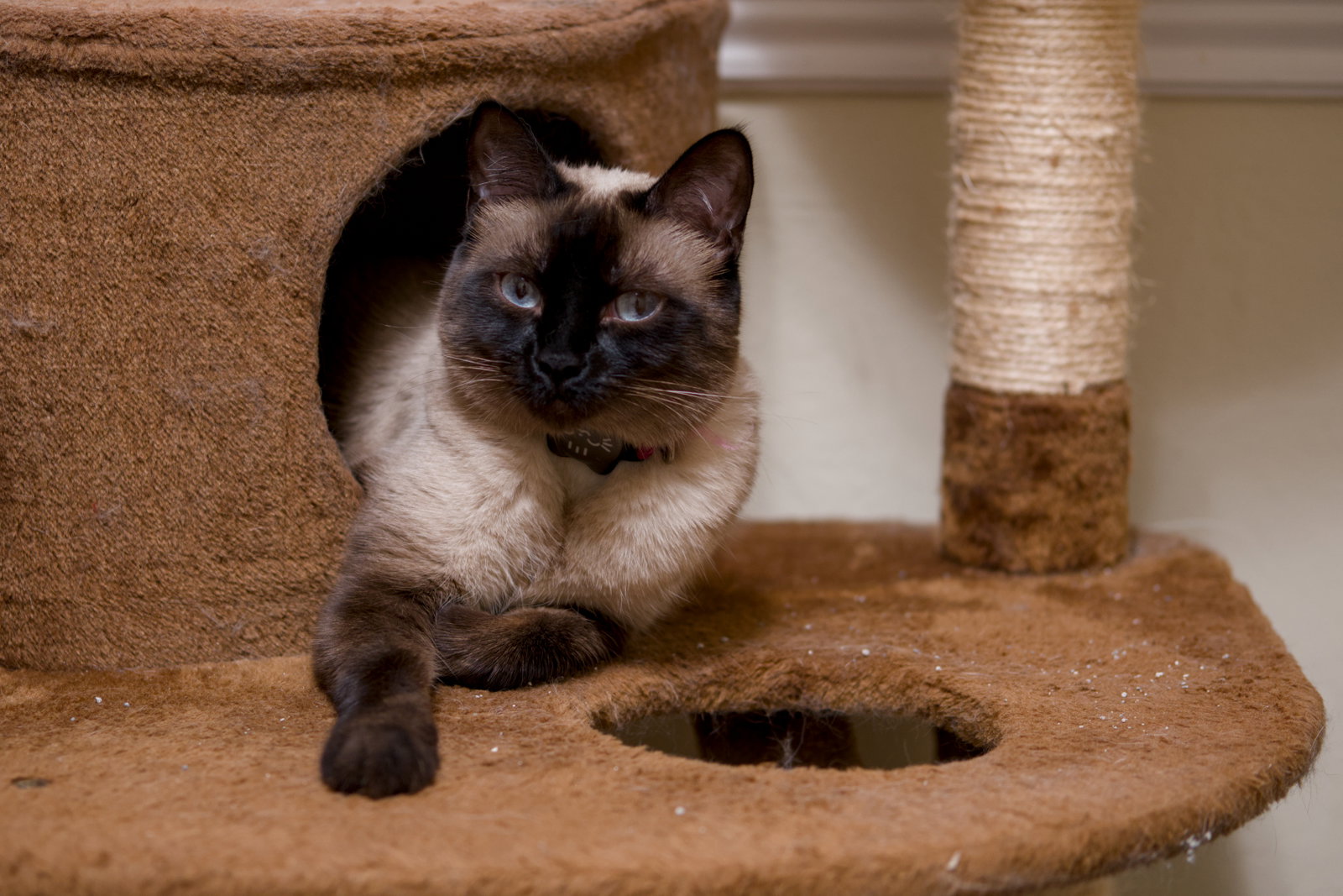 Bonnie (bonded w/ Clyde), photo 3