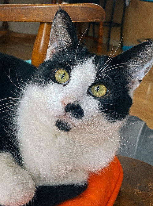 picture of the cat needing adoption