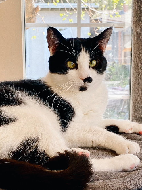 Sean (bonded w/ Connor), Adult Domestic Short Hair / Mixed (short coat), cat for adoption in Cupertino, California